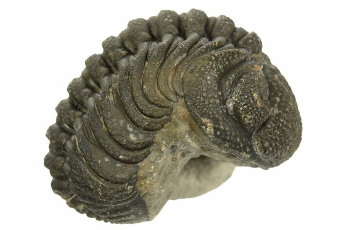 Wide, Curled Morocops Trilobite - Morocco #323244